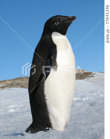 海氷上のアデリーペンギン 77645346