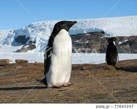 南極のアデリーペンギン 77645347
