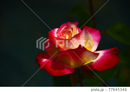 薔薇の花 77645348