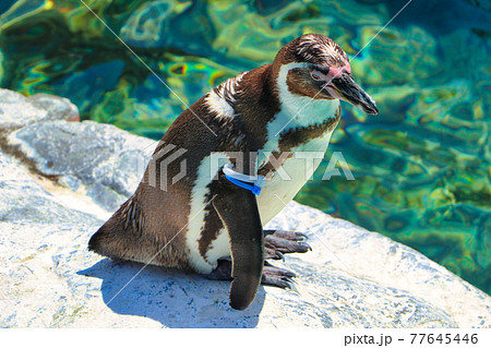 水中に飛び込むペンギンの写真素材