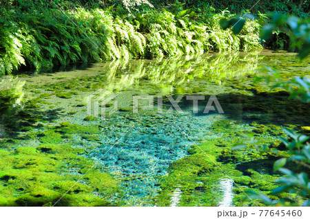 湧き出る白川水源 湧き出る白川水源 77645460
