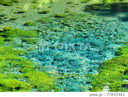 湧き出る白川水源 湧き出る白川水源 77645461