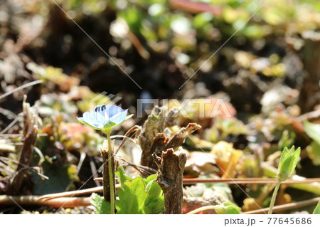 お目々パッチリのオオイヌノフグリ 77645686