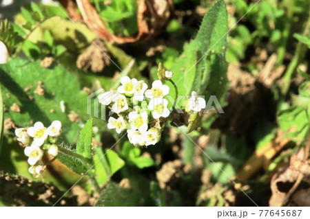 ナズナ（薺）の花が綺麗です！   77645687