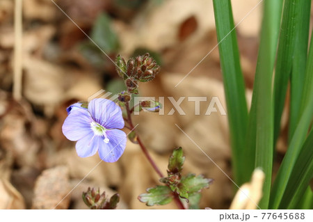 大きなオオイヌノフグリかと思いきやこの花はベロニカ・ウォーターベリーブルーでした！ 77645688