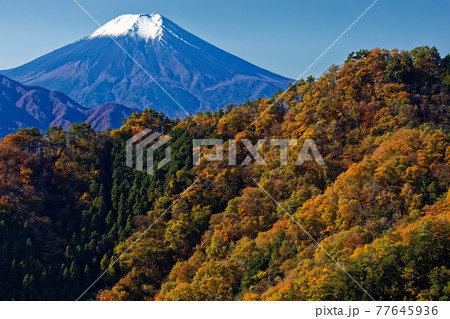 大月・御前山から見る富士山と紅葉の山並み 77645936