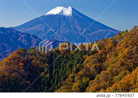 大月・御前山から見る富士山と紅葉の山並み 77645937