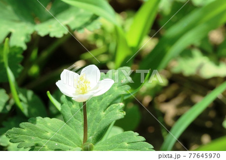 イチリンソウ(一輪草)より小さめのニリンソウ(二輪草) イチリンソウ(一輪草)より小さめのニリンソウ(二輪草) 77645970