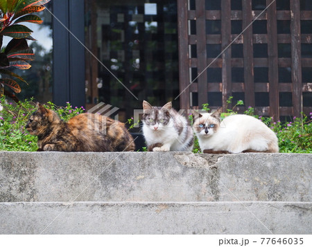 しゃがんでいる3匹の猫 しゃがんでいる3匹の猫 77646035