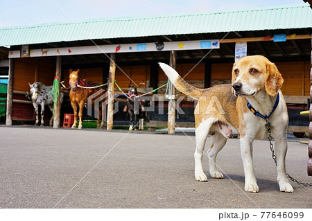 アースドリーム角山農場　北海道江別市 77646099