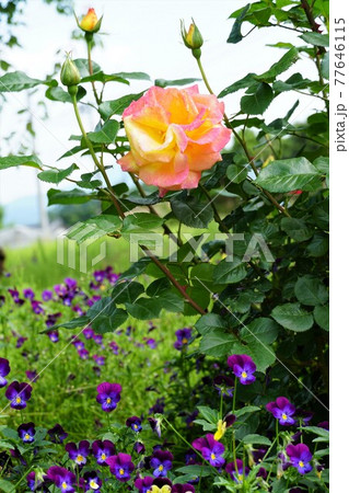 ガーデニング 漂う香り満開のカラフルな薔薇の花 風景 イメージの写真素材