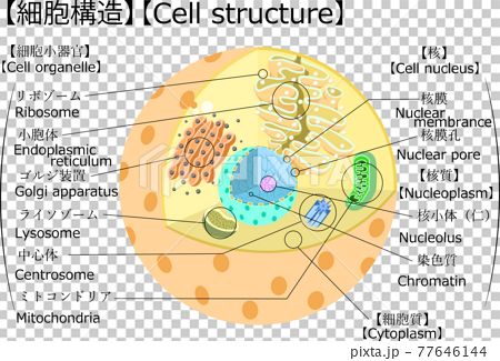 細胞 構造 イラスト 2 日本語 解説 のイラスト素材