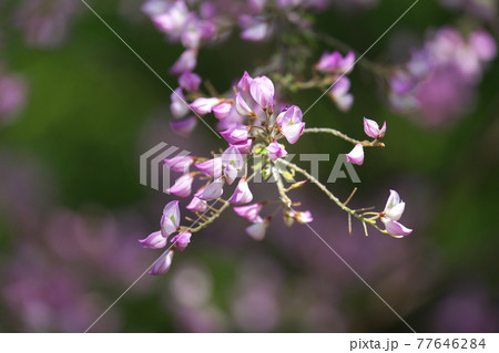 ウンナンハギ(雲南萩) 春から咲く萩です 4月撮影 ウンナンハギ(雲南萩) 春から咲く萩です 4月撮影 77646284
