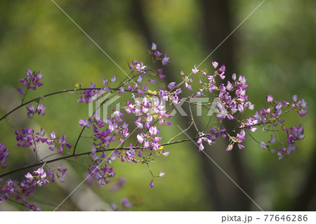 ウンナンハギ(雲南萩) 春から咲く萩です 4月撮影 ウンナンハギ(雲南萩) 春から咲く萩です 4月撮影 77646286