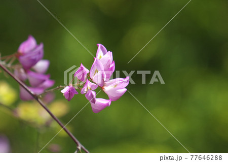 ウンナンハギ(雲南萩) 春から咲く萩です 4月撮影 ウンナンハギ(雲南萩) 春から咲く萩です 4月撮影 77646288
