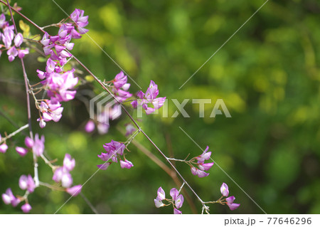 ウンナンハギ(雲南萩) 春から咲く萩です 4月撮影 ウンナンハギ(雲南萩) 春から咲く萩です 4月撮影 77646296