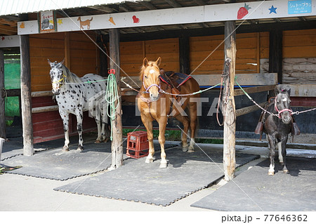 乗馬の馬 アースドリーム角山農場 北海道江別市 乗馬の馬 アースドリーム角山農場 北海道江別市 77646362