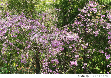 ウンナンハギ(雲南萩) 春から咲く萩です 4月撮影 ウンナンハギ(雲南萩) 春から咲く萩です 4月撮影 77646370