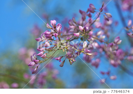 ウンナンハギ(雲南萩) 春から咲く萩です 4月撮影 ウンナンハギ(雲南萩) 春から咲く萩です 4月撮影 77646374
