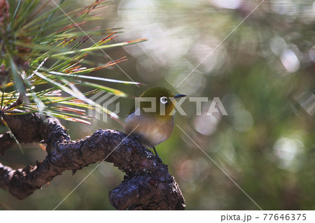 松に目白 77646375