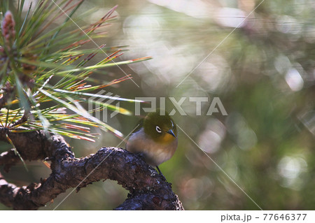 松に目白 松に目白 77646377