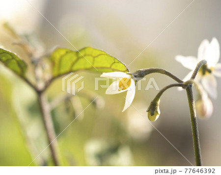 足元に咲くイヌホウズキ 足元に咲くイヌホウズキ 77646392