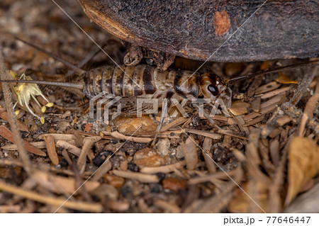 Small Field Cricket Small Field Cricket 77646447