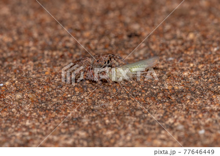 Small jumping spider 77646449