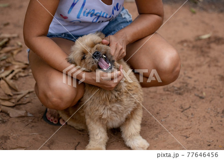 domestic dog on a farm domestic dog on a farm 77646456