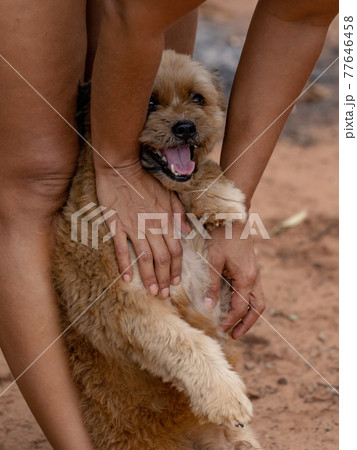 domestic dog on a farm domestic dog on a farm 77646458