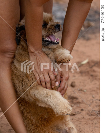 domestic dog on a farm domestic dog on a farm 77646459