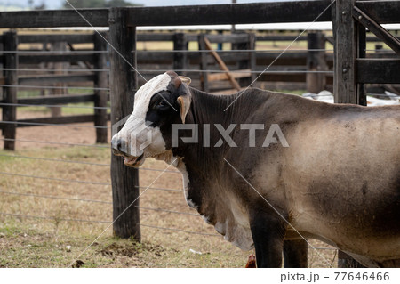 Adult cow in a Brazilian farm Adult cow in a Brazilian farm 77646466