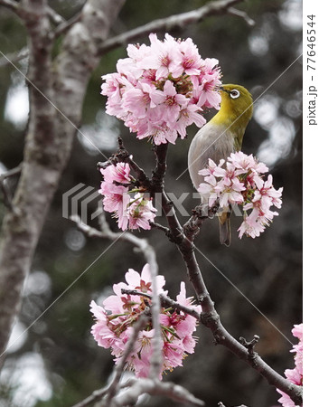 桜とメジロ 77646544