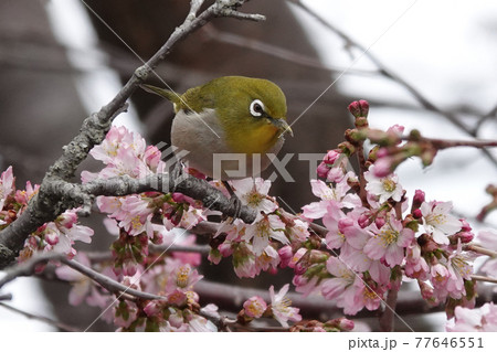 桜とメジロ 77646551