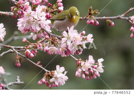 桜とメジロ 77646552