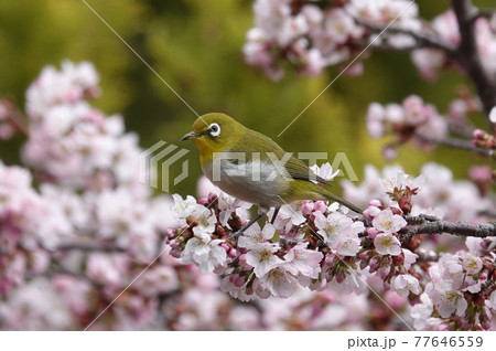 桜とメジロ 桜とメジロ 77646559