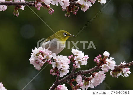 桜とメジロ 77646561