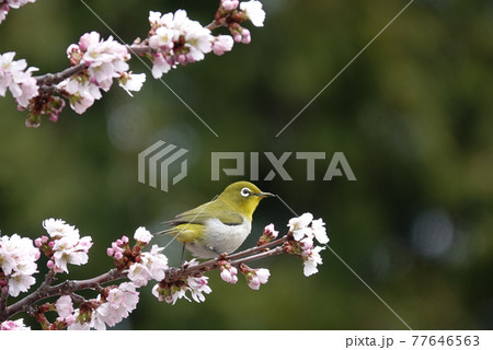 桜とメジロ 77646563