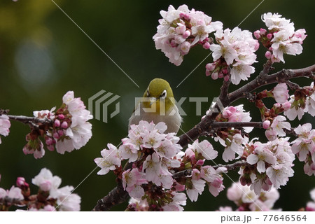 桜とメジロ 77646564