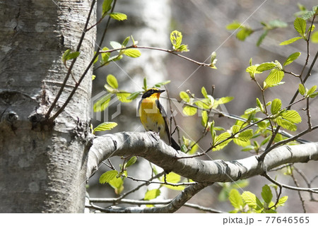 キビタキ 77646565