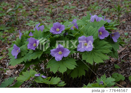 シラネアオイ 77646567