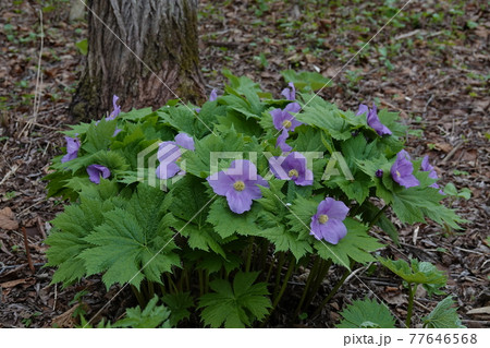 シラネアオイ シラネアオイ 77646568