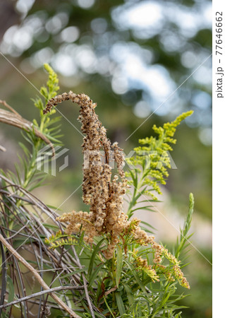 Anise Goldenrod Plant Anise Goldenrod Plant 77646662