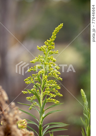 Anise Goldenrod Plant Anise Goldenrod Plant 77646664