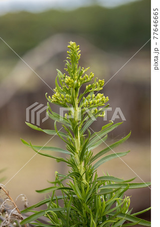 Anise Goldenrod Plant Anise Goldenrod Plant 77646665