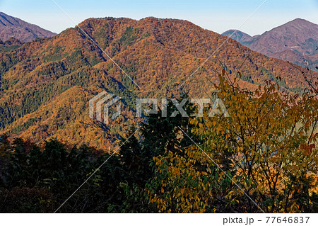 九鬼山稜線から見る紅葉の高川山 九鬼山稜線から見る紅葉の高川山 77646837