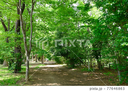 玉川上水の遊歩道 77646863