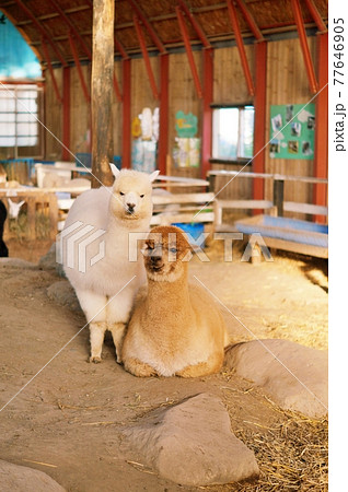 アルパカ　（アースドリーム角山農場　北海道江別市） 77646905