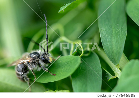ニッポンヒゲナガハナバチ 77646988