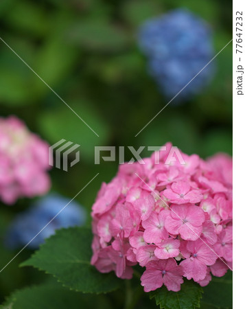 雨上がり　紫陽花 77647232